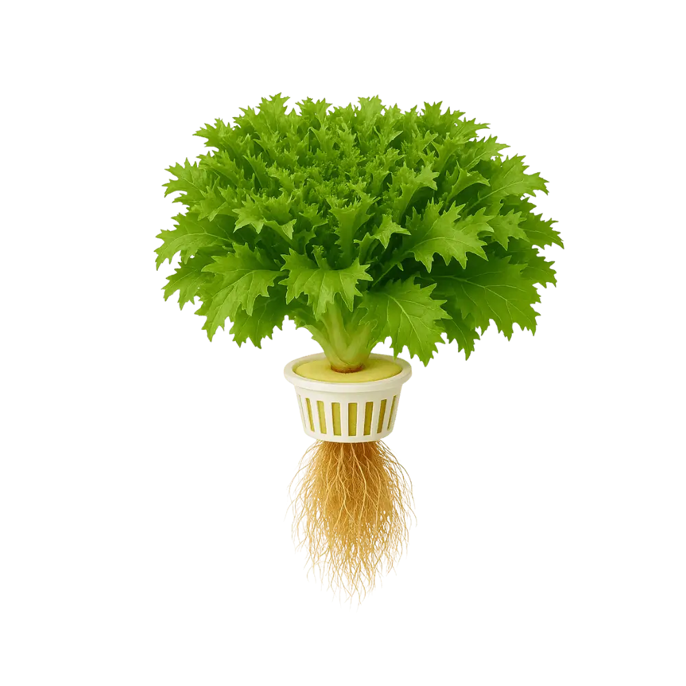 Winter Endive