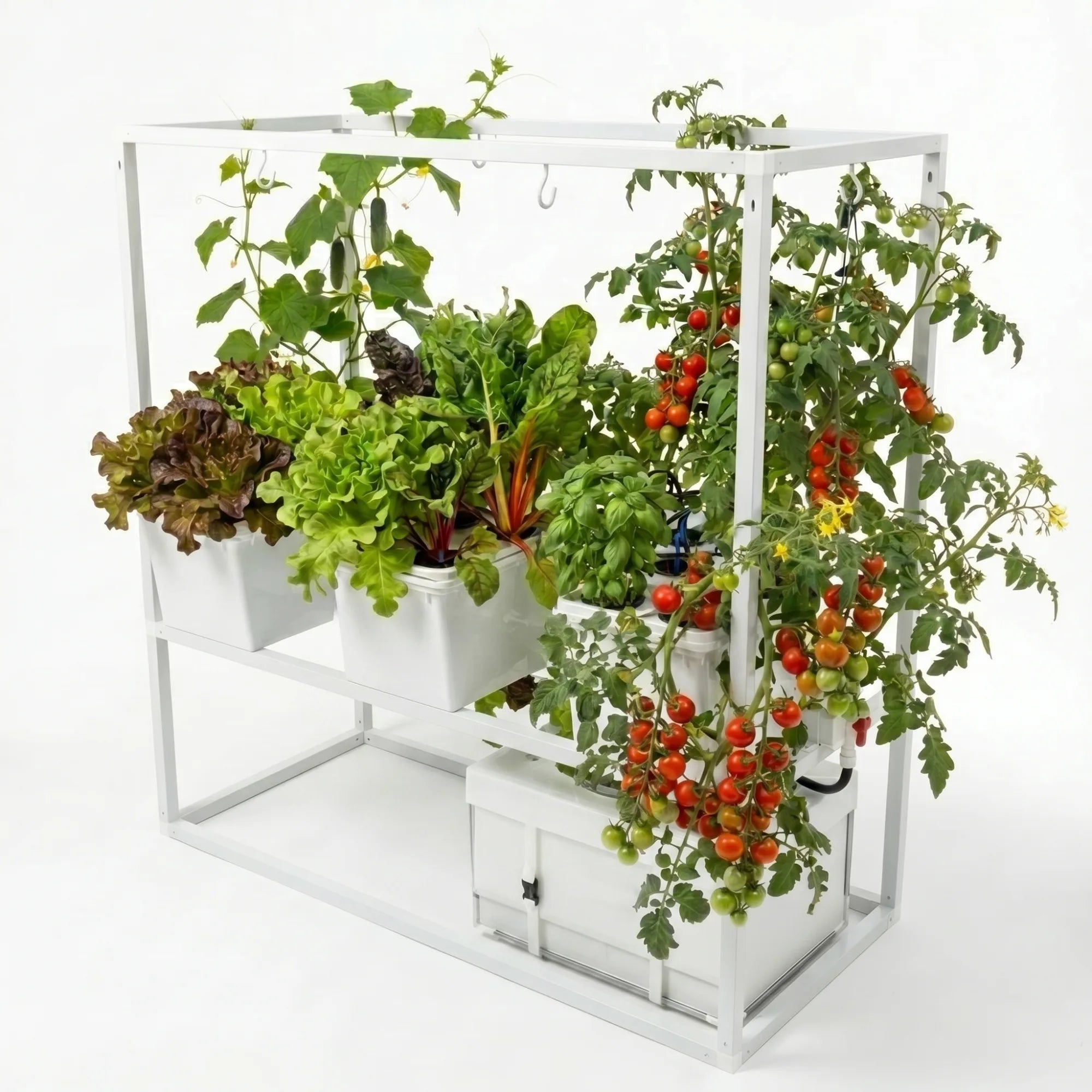 A Tobato Smart growing station planted with lettuces, chard, basil, and cherry tomato vines heavy with fruit, on a white background.