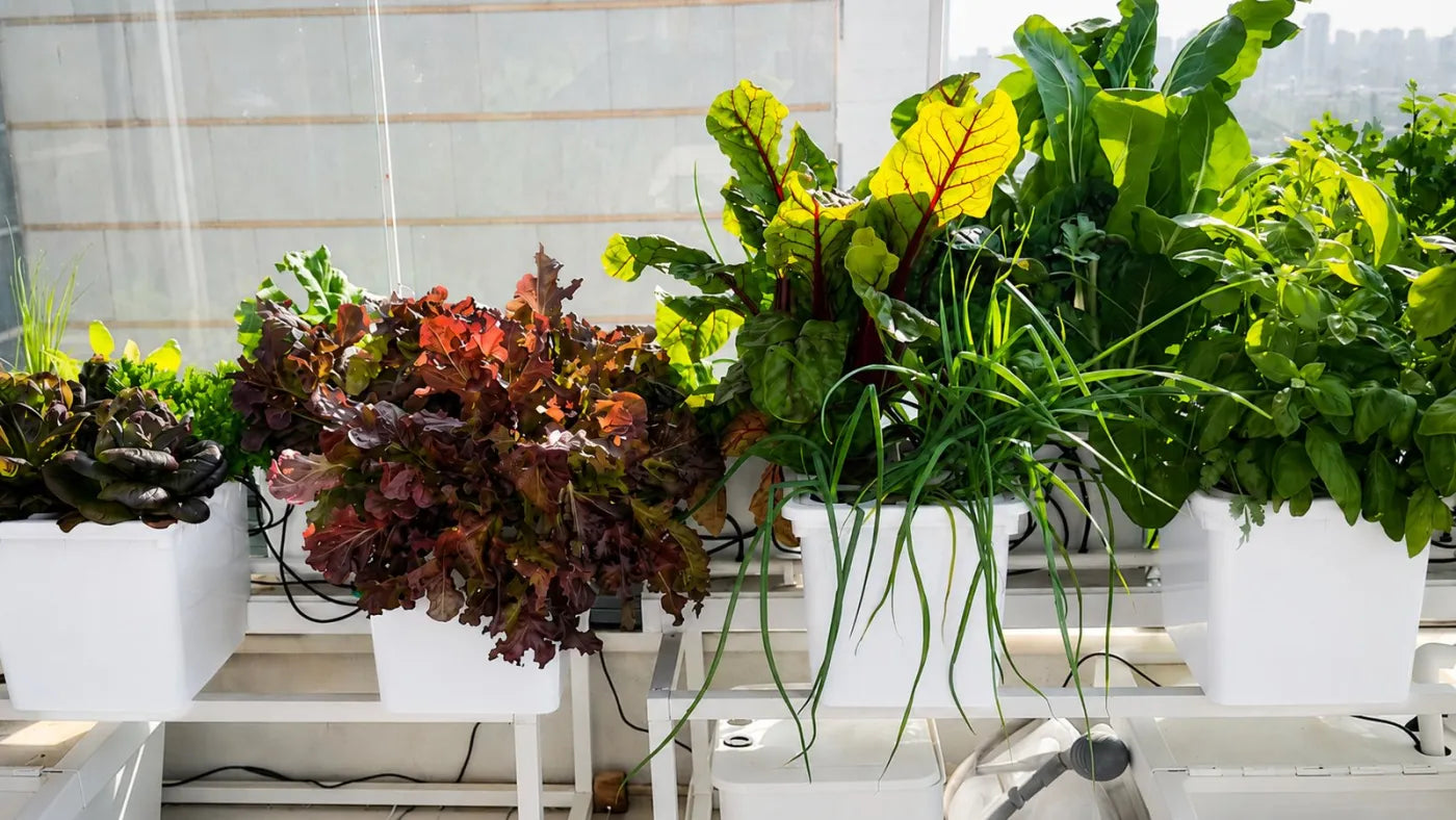 Customer growing with a NatureTech system at home