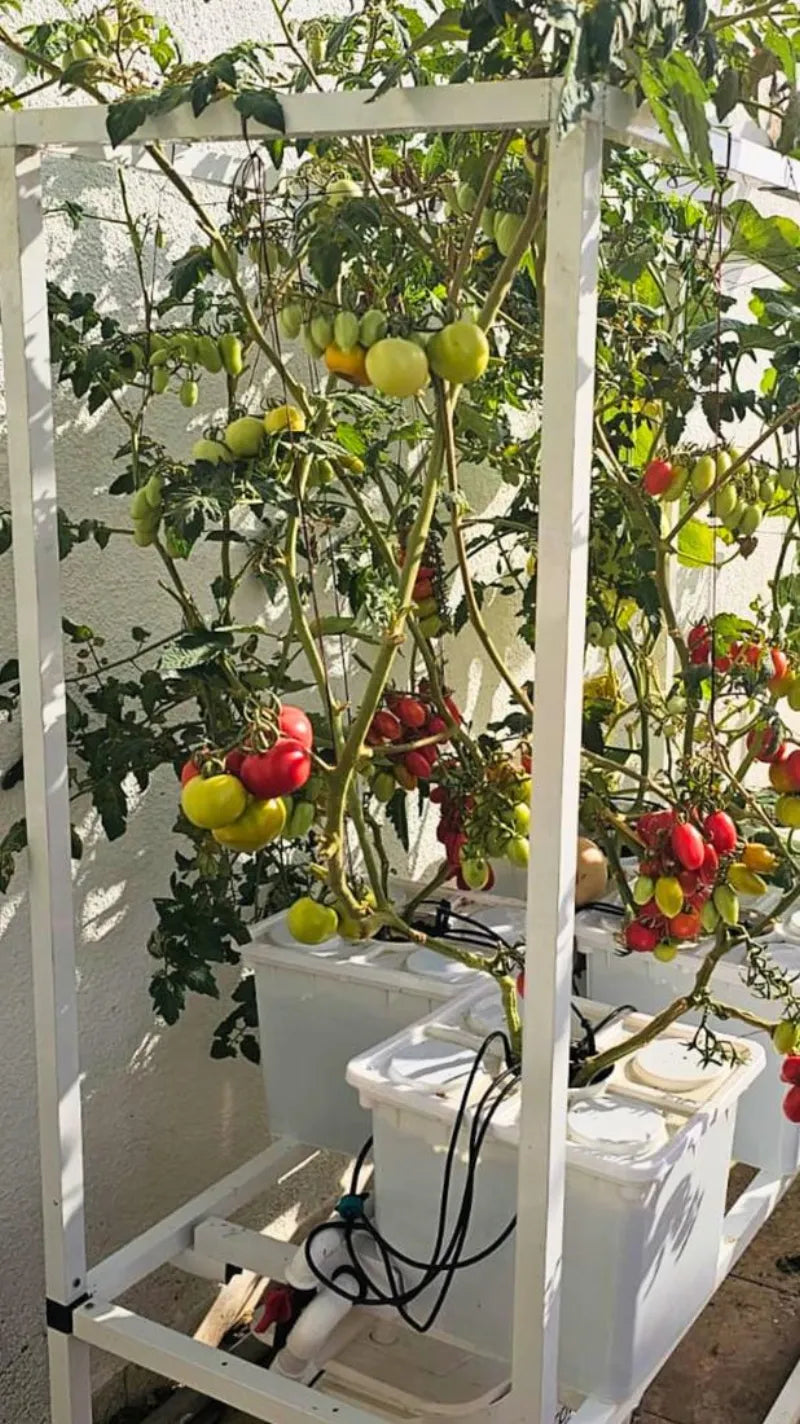 A NatureTech customer's plants growing at home