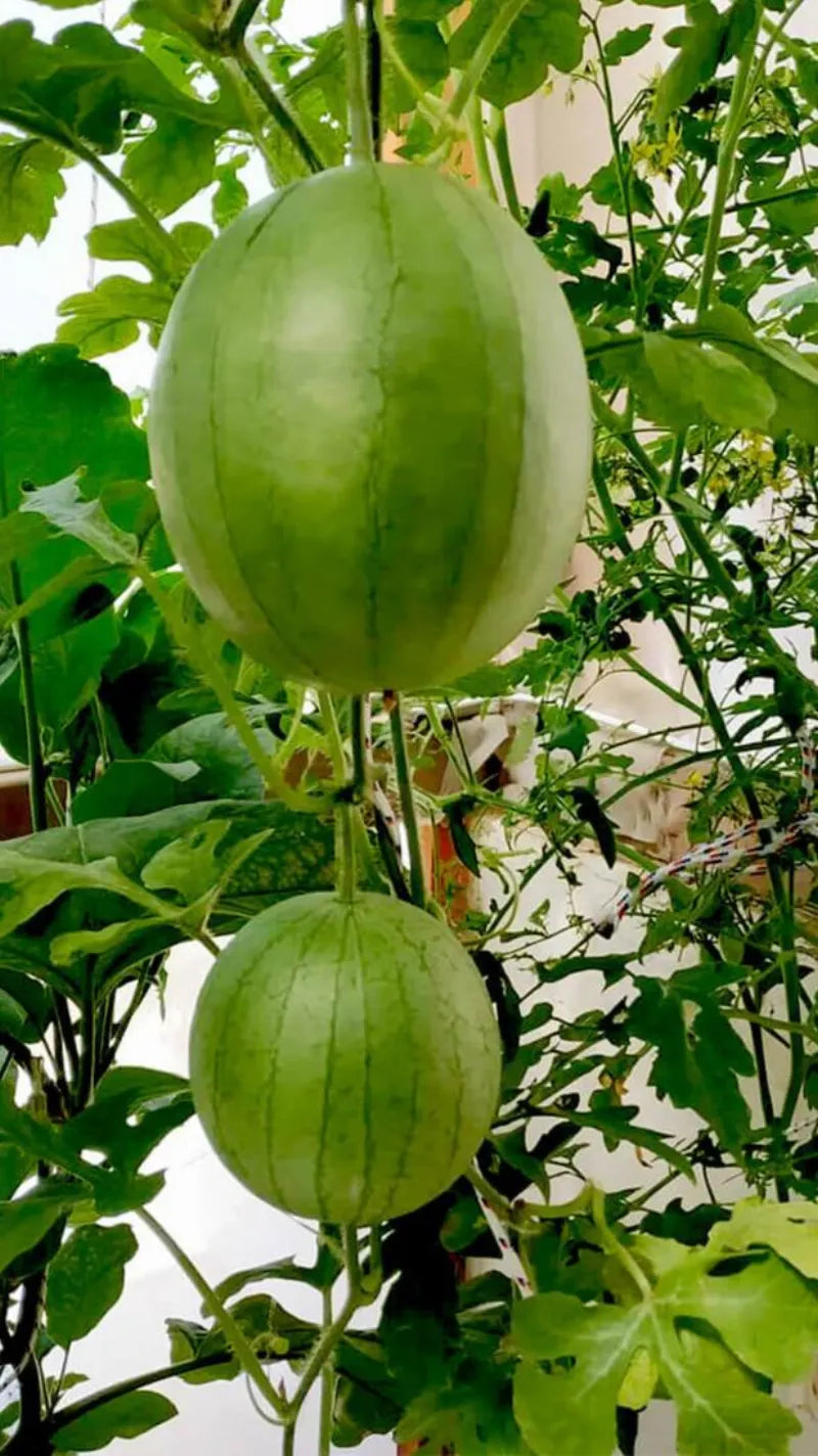 A NatureTech customer's plants growing at home