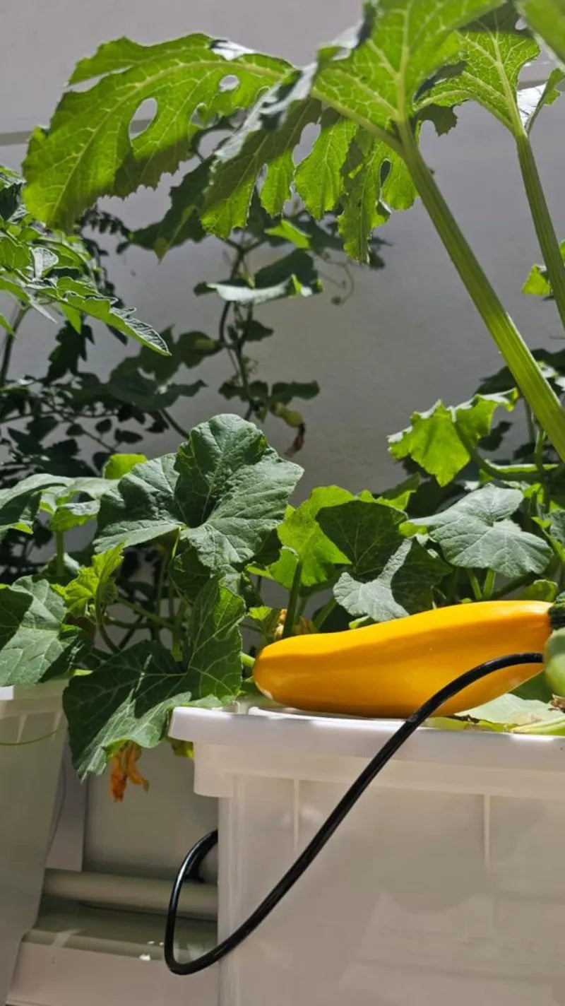 A NatureTech customer's plants growing at home