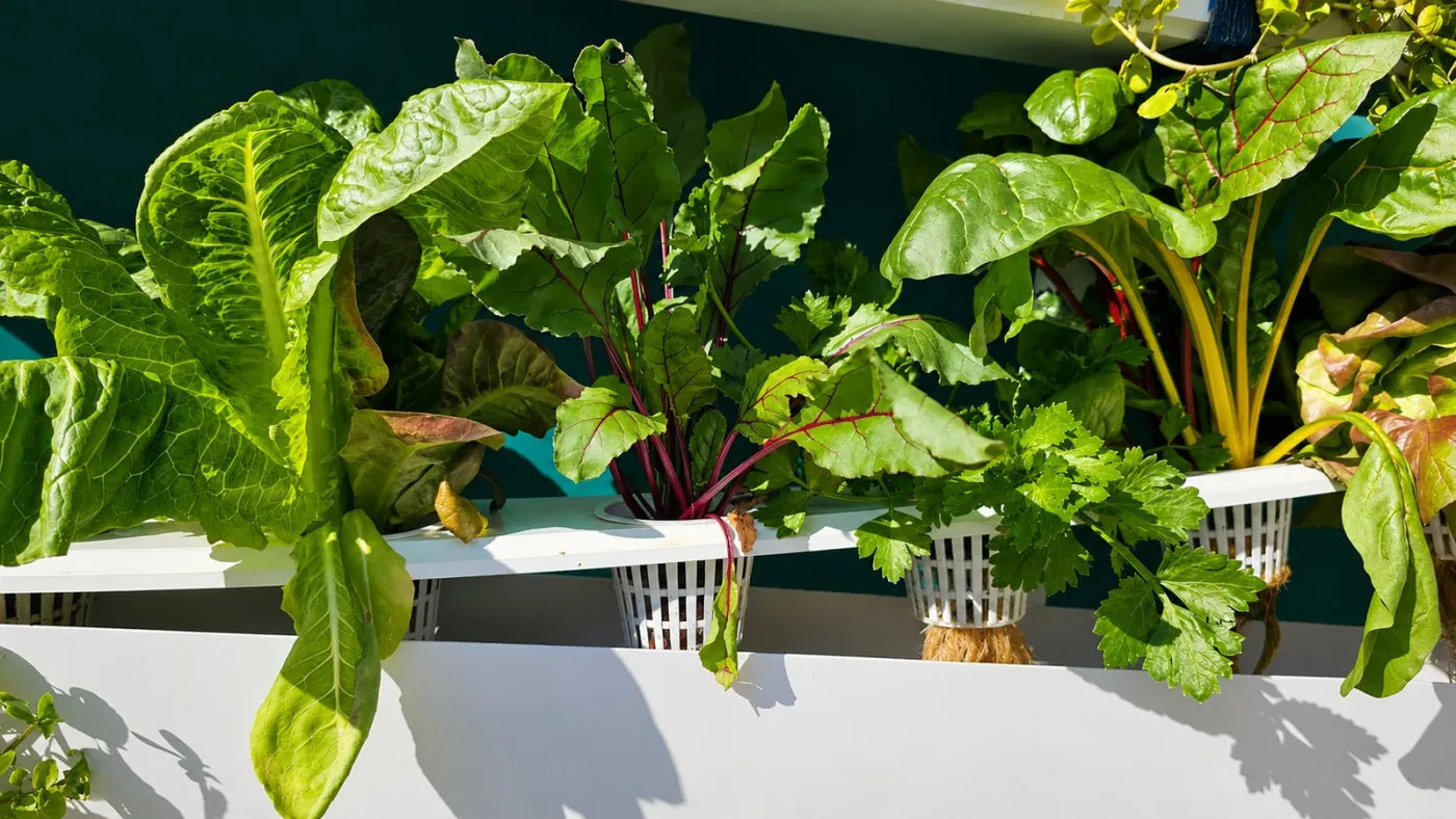 Customer growing with a NatureTech system at home