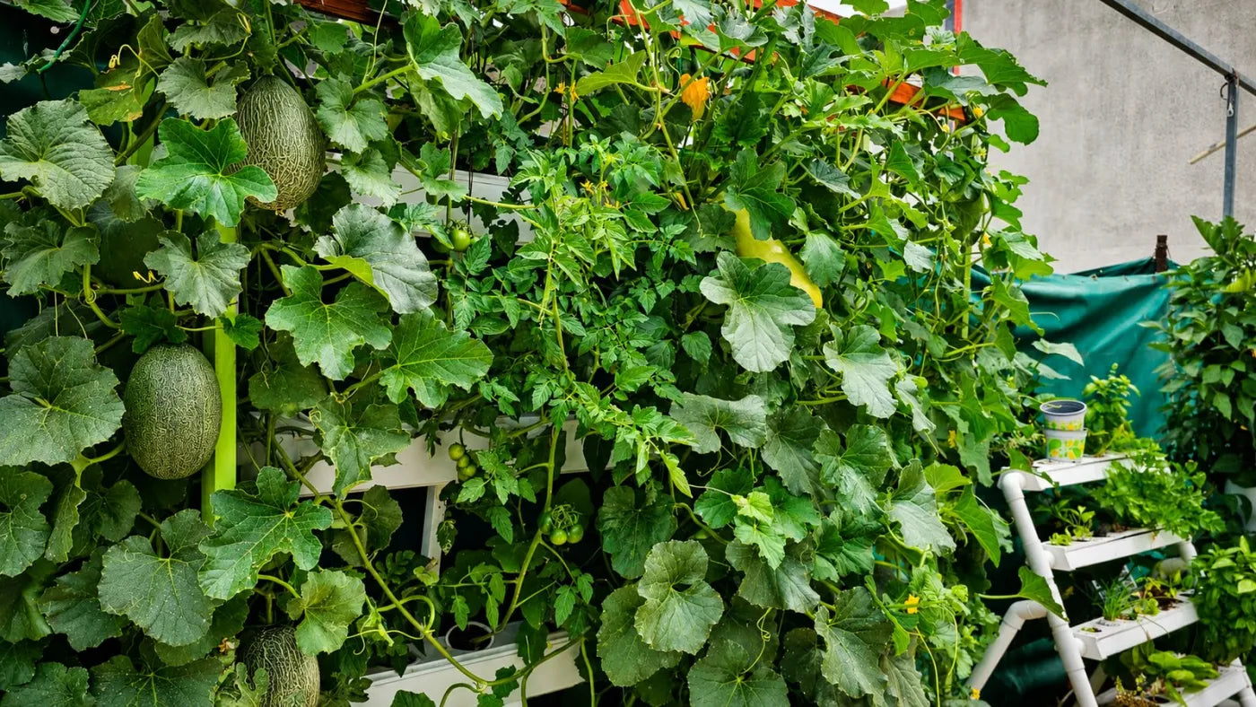 Customer growing with a NatureTech system at home