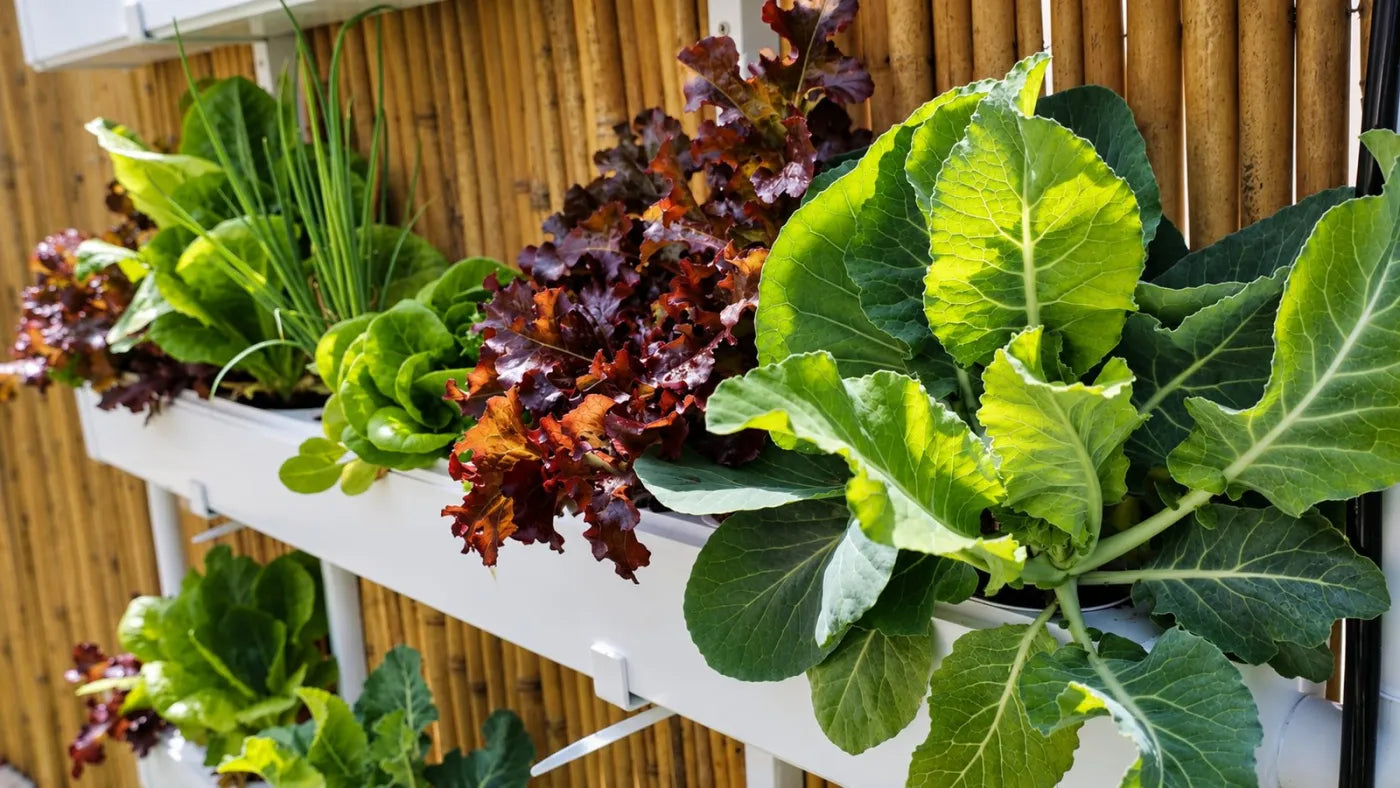 Customer growing with a NatureTech system at home
